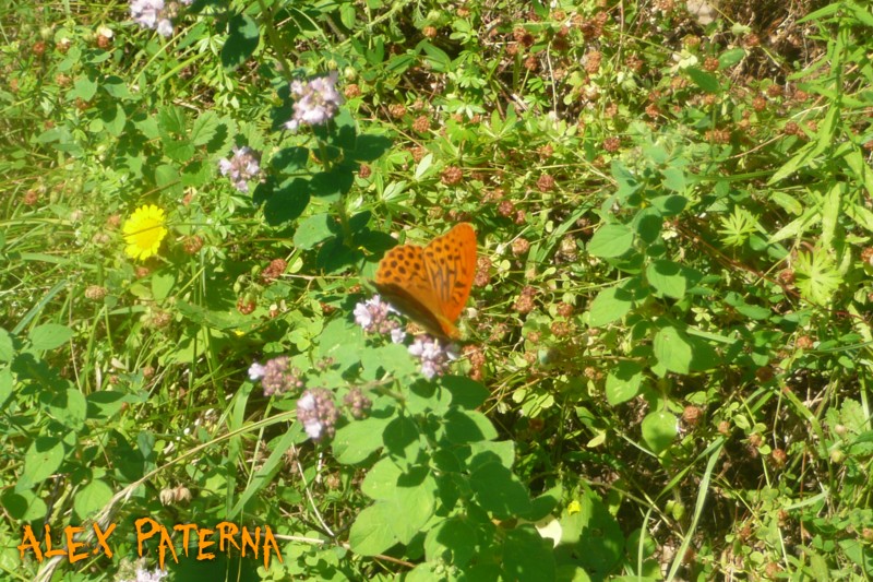 Alcune farfalle di bosco